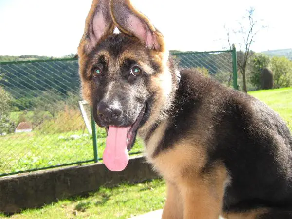 Rocco von Bienenwald