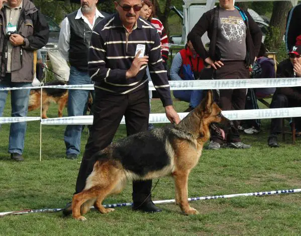 HR,SR,BIH,H-SEIGER Uma vom Team Panoniansee