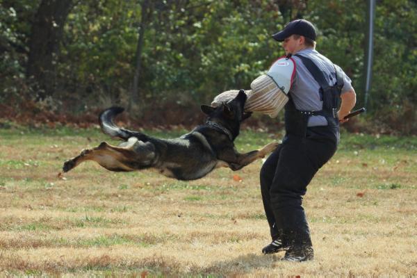 Warrior Vom Haus Glitzernstern