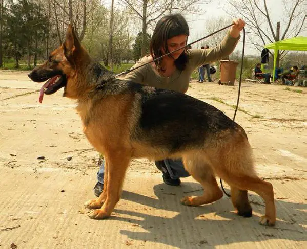 CAC- CACIB- BOB Iona v Haus Mofli