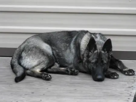 Diesel Vom Haus Helsing