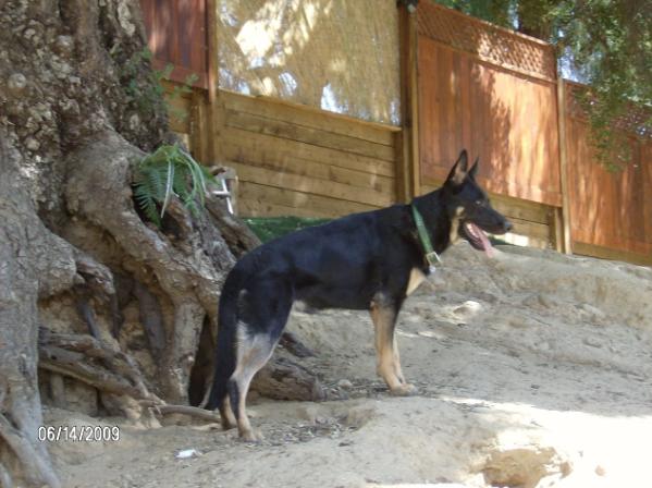 Bessy's Polly vom Hass Haus