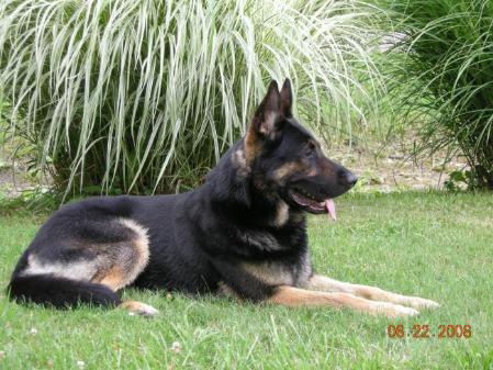 UKC CH. Oshadow vom Dichterviertel