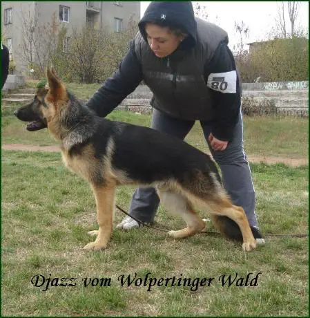 Djazz vom Wolpertinger Wald