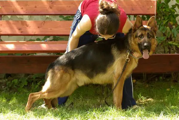 Apache von Bienenwald