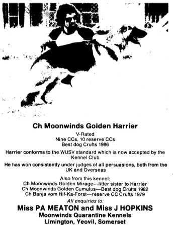 CH (UK) Moonwinds Golden Harrier