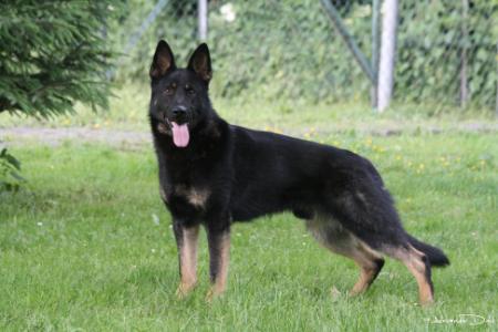 Lassy vom Haus Salztalblick