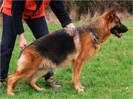 Uri von der Neudenauer Holzsteige