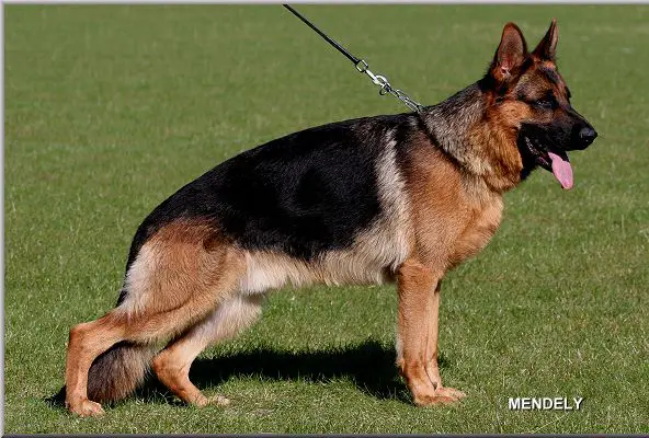 UK.SGR.2010 , V(BSZS) Peru von Ben Harten