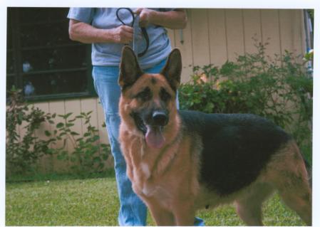 Charlie vom Mittelwest