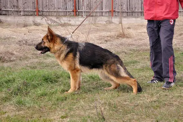 V1 RO , CAC , RPJ Silvestris Yuko