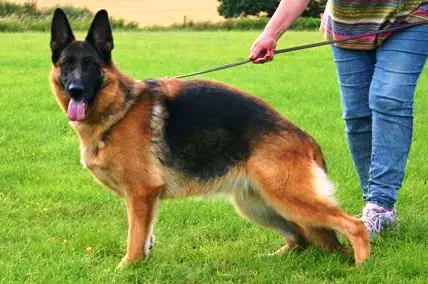 SG Kathleen vom Gödinghofer Weg