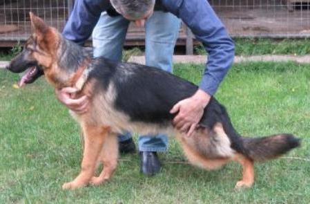 SG1-RO(2008 18-24) SABA vom URSUS