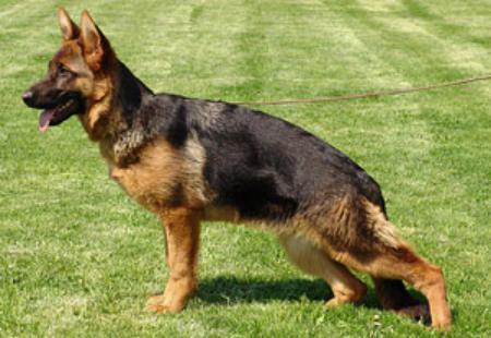 Quicksy vom Frankengold