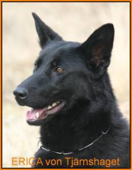 Erica von Tjärnshaget