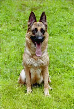 KCHK Eika-Katja Fliderfarben