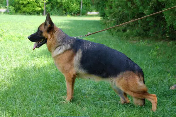 SG Evita von Bellissimo