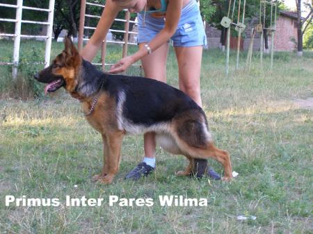 V(UA) Primus Inter Pares Wilma