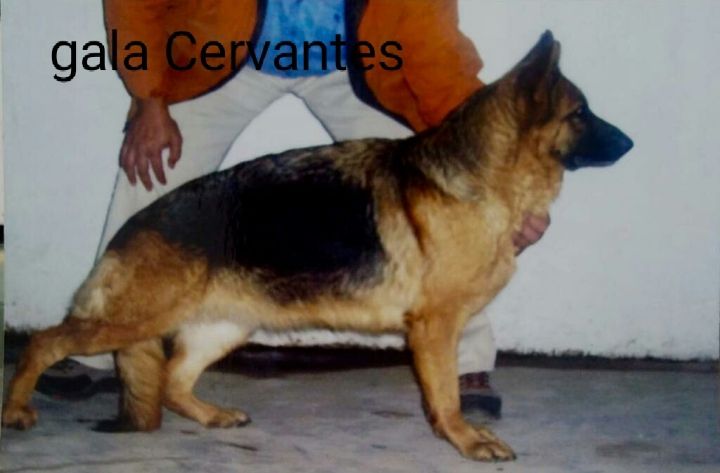 Gala Cervantes