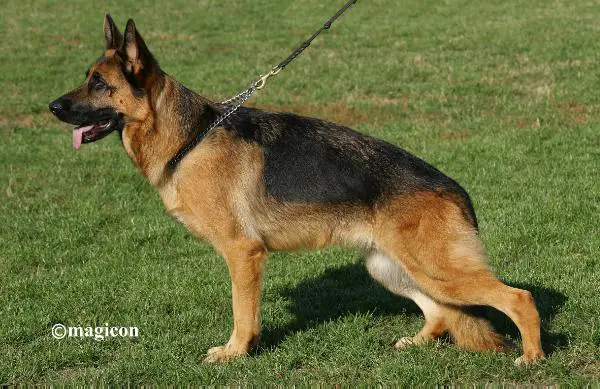 V 1 (RUDIGER MAI) Romano Tora