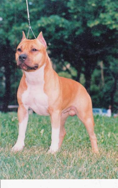 EW CH; AKC CH;  INT, MULTI CH;  STCA NTL BOW 2002, 18 CACIB Bakaroro end Itubori Veles