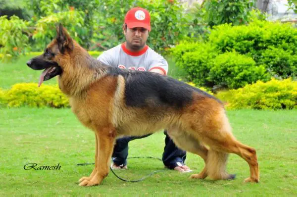 V Nike vom Haus Dexel