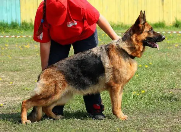 Zavist` Bogov Jar-Ptitsa