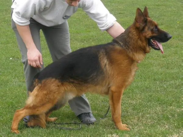 SG1 SER CLUB SIEGER DINO v. KOMAR