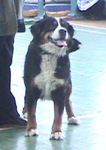 Olburd Belita
