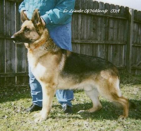 Sir Lancelot of Noblecroft