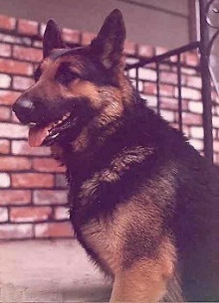 Zwinger's Bandit Von Ashes