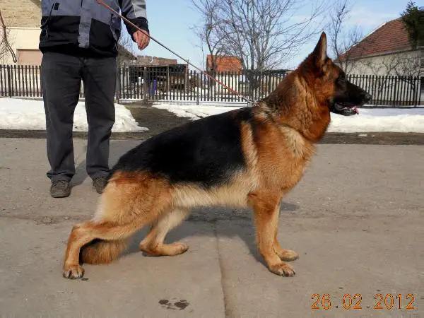 Tyson Von Haus Milesevac