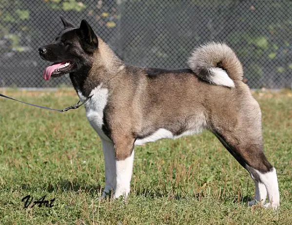 RUS GCH, INT'L/BLR CH Melodor Black Velvet