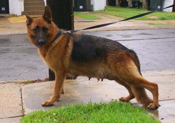 Allienew Vom Ferguson Shepherd