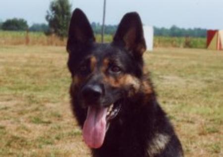 Menphis Du Domaine Des E-Toiles Filantes