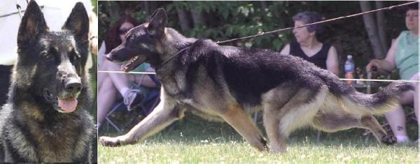 AM/CAN. CH Makintrax Iron Will