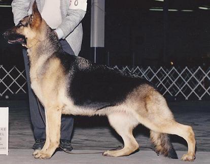 Vectors Certainly Special, TC