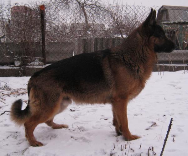 9XСАС,2XCACIB,CH.UA Aaron lie Anne Lur