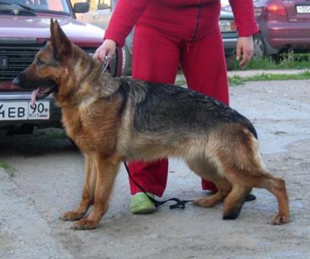 Erza Bar Wolf S Ugry