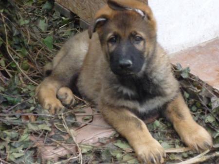 Prince von Erdhainer Land