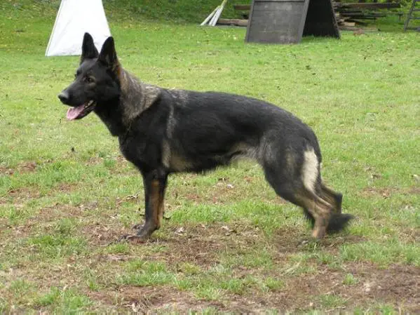 SG Fixi z Morisvillu