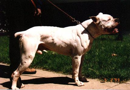 True Grit Goblin of RNK