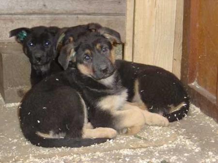 Finni aus dem Tempel der Ceres