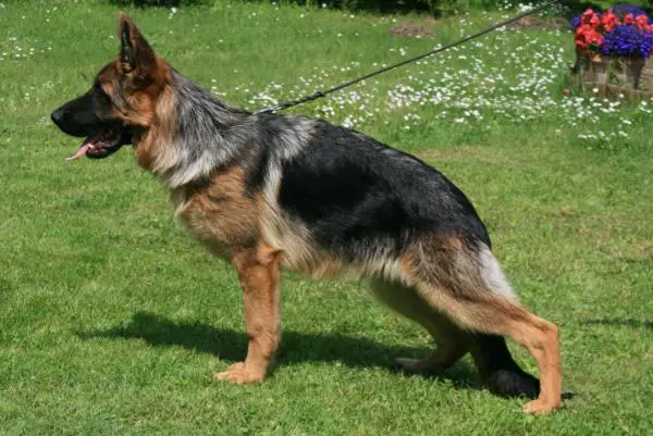 Ilka`s Yukon