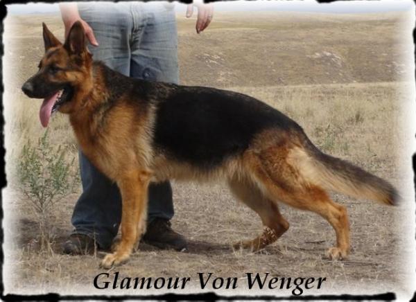 Glamour Von Wenger