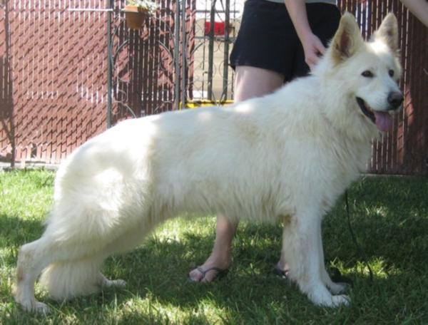 Ardtalamcu Sno' On Nevis