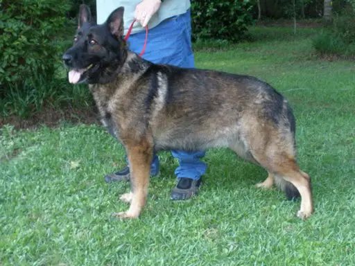 Nichols Dragoon Saber Dancer