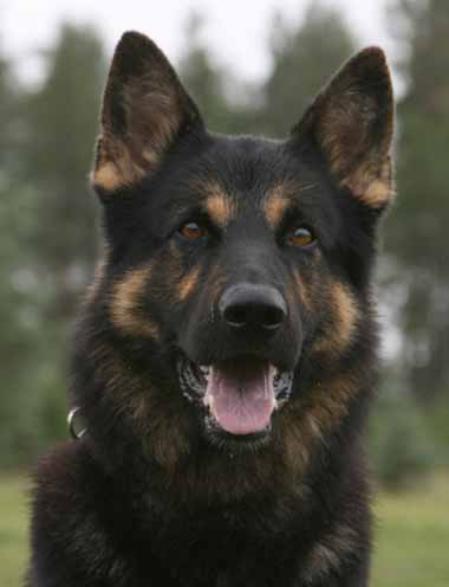 KORAD Nemårs Pärra