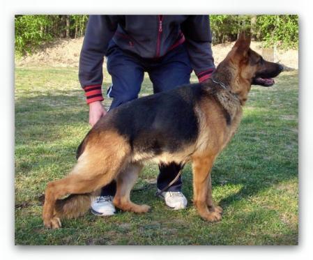 V Bonnie vom Falkberg