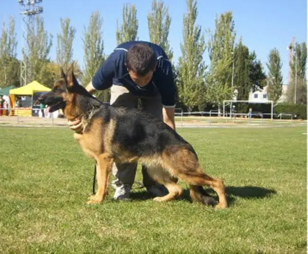 Gipsy de El Cerrolen